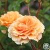 Welsh Gold™ -Lovely Rose Shop Welsh Gold 14