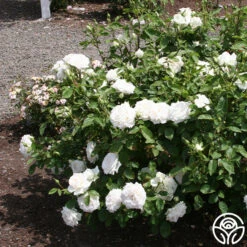 White Floorshow -Lovely Rose Shop White Floorshow 04