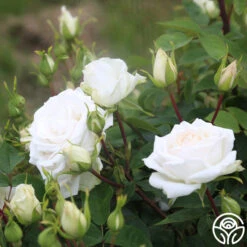 White Floorshow -Lovely Rose Shop White Floorshow 06