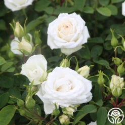 White Floorshow -Lovely Rose Shop White Floorshow 07