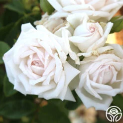 White Floorshow -Lovely Rose Shop White Floorshow 9