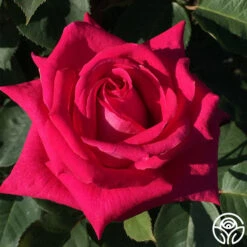 Acapella® -Lovely Rose Shop acapella 3 8