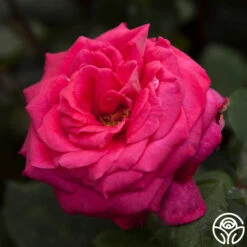 Acapella® -Lovely Rose Shop acapella 4 1