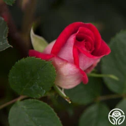 Acapella® -Lovely Rose Shop acapella 5