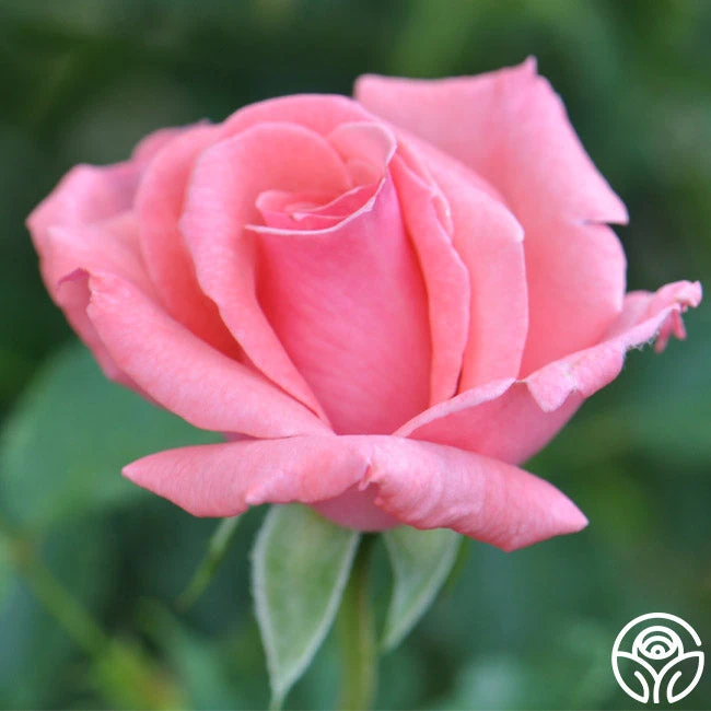 Agatha Christie 5 Agatha Christie - Image 3