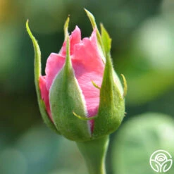 Agatha Christie 10 Agatha Christie -Lovely Rose Shop agatha christie logo 05