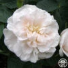 Alba Maxima -Lovely Rose Shop alba maxima 1 5
