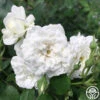 Alba Meidiland® -Lovely Rose Shop alba meidiland 2 8