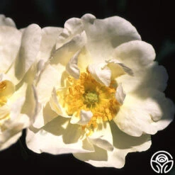 Rosa Rugosa Alba Plena 6 Rosa Rugosa Alba Plena -Lovely Rose Shop alba plena 2