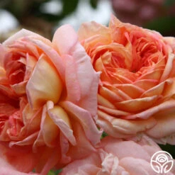 Alchymist -Lovely Rose Shop alchymist logo 04