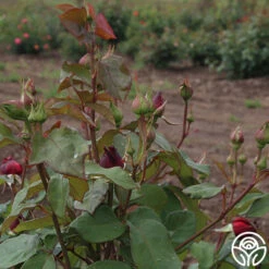 Alec's Red® -Lovely Rose Shop alecs red 5 7