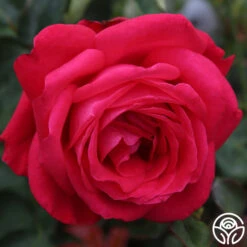 Alec's Red® -Lovely Rose Shop alecs red 6