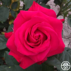 Alec's Red® -Lovely Rose Shop alecs red 7