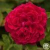 Alfred Colomb -Lovely Rose Shop alfred colomb 2 1 1