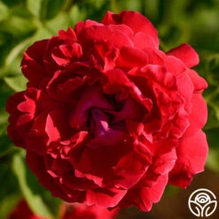 Alfred Colomb -Lovely Rose Shop alfred colomb 5 5