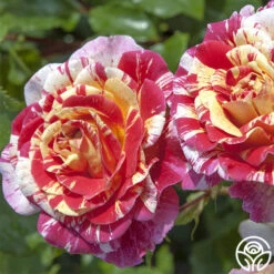 All-American Magic™ -Lovely Rose Shop all american magic 2 1