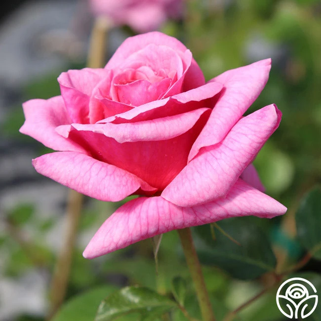 Aloha 8 Aloha - Image 6