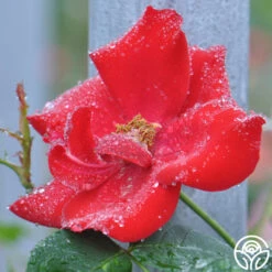 Altissimo® -Lovely Rose Shop altissimo logo 02