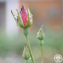 Altissimo® -Lovely Rose Shop altissimo logo 03