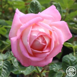 Amazing Grace™ 28 Amazing Grace™ -Lovely Rose Shop amazing grace 10 1