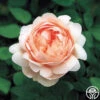 Ambridge Rose® -Lovely Rose Shop ambridge rose logo 05