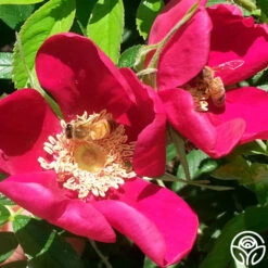 Ann Endt -Lovely Rose Shop ann endt logo 03