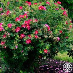 Ann Endt -Lovely Rose Shop ann endt logo 04