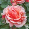 Apricot Candy™ -Lovely Rose Shop apricot candy 1 1