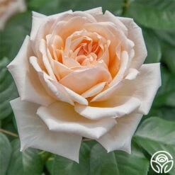 Apricots N' Cream™ 18 Apricots N' Cream™ -Lovely Rose Shop apricots n cream 1