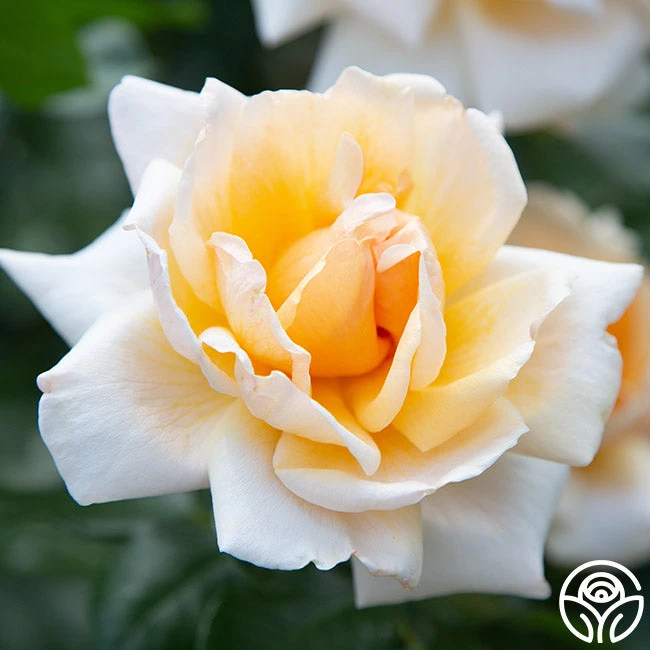 Apricots N' Cream™ 9 Apricots N' Cream™ - Image 7