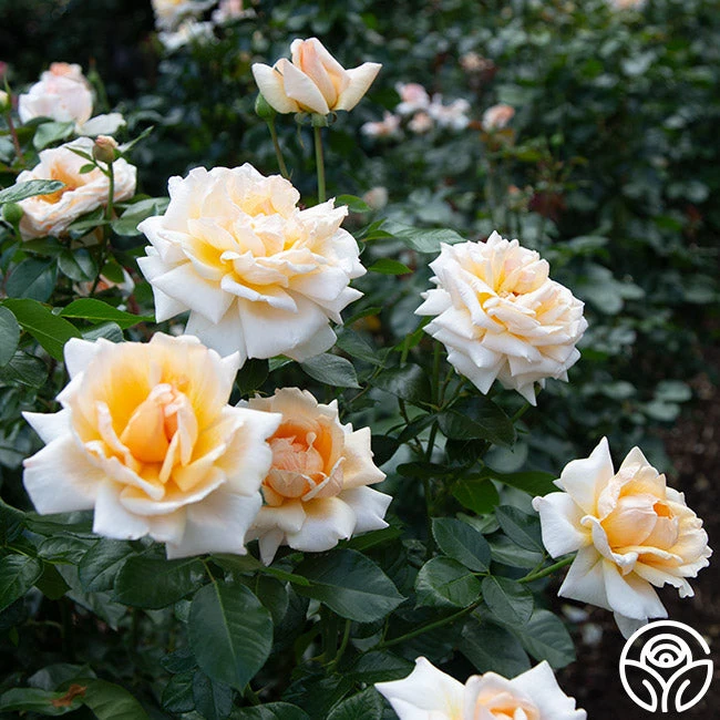 Apricots N' Cream™ 10 Apricots N' Cream™ - Image 8