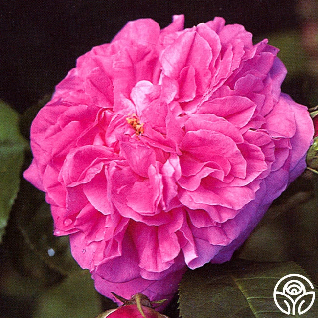 Ardoisée De Lyon 4 Ardoisée De Lyon - Image 2