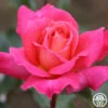 Audrey Wilcox® -Lovely Rose Shop audrey wilcox 1