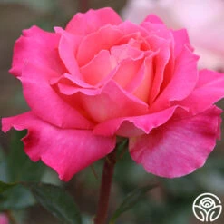 Audrey Wilcox® -Lovely Rose Shop audrey wilcox 2