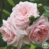 Awakening™ -Lovely Rose Shop awakening 1 1 1