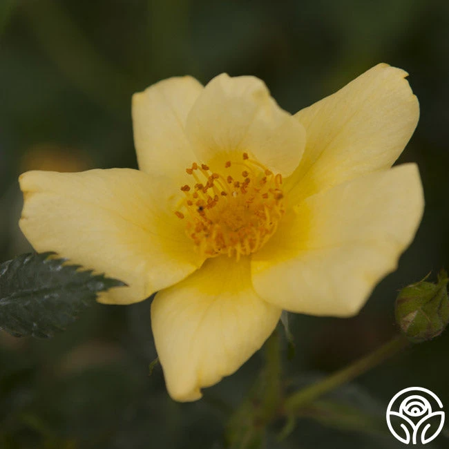 Baby Love® 4 Baby Love® - Image 2