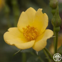 Baby Love® 7 Baby Love® -Lovely Rose Shop baby love 3 1