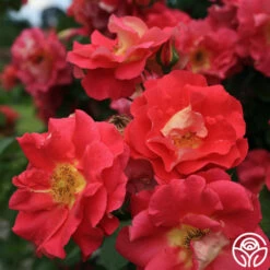 Bajazzo® -Lovely Rose Shop bajazzo logo 02