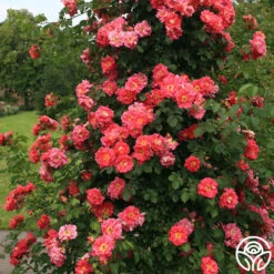 Bajazzo® -Lovely Rose Shop bajazzo logo 03