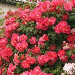 Bajazzo® -Lovely Rose Shop bajazzo logo 04