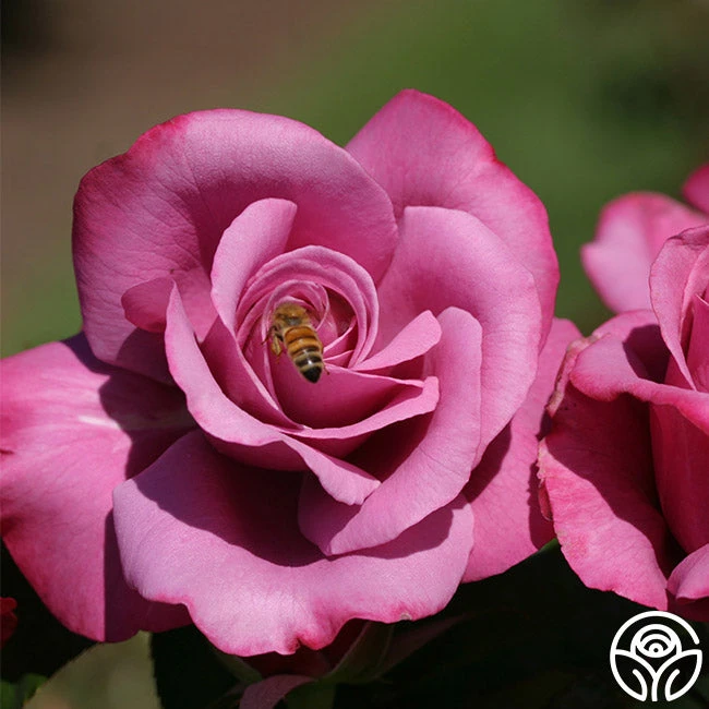 Barbra Streisand 3 Barbra Streisand