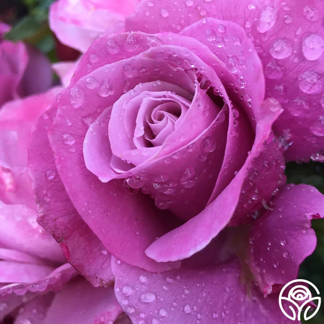 Barbra Streisand 6 Barbra Streisand - Image 4