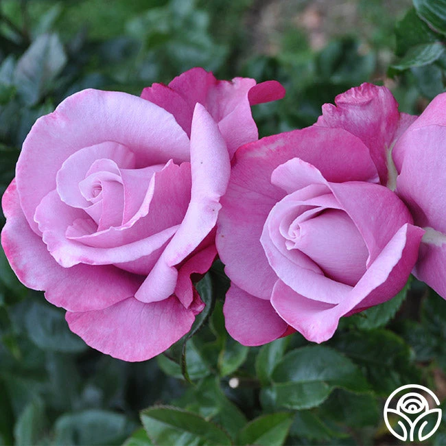 Barbra Streisand 5 Barbra Streisand - Image 3