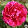 Baron Girod De L'Ain -Lovely Rose Shop baron girod de lain