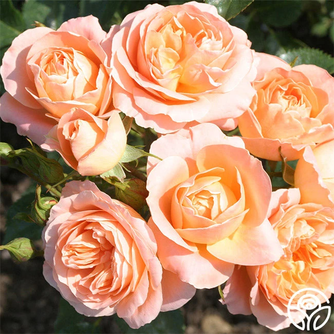 Beautiful Dreamer™ 4 Beautiful Dreamer™ - Image 2