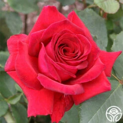 Because She Served® -Lovely Rose Shop because she served 1 1