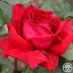 Because She Served® -Lovely Rose Shop because she served 2 3