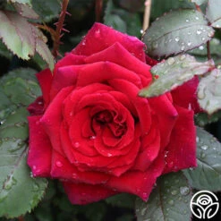 Because She Served® -Lovely Rose Shop because she served 4 2