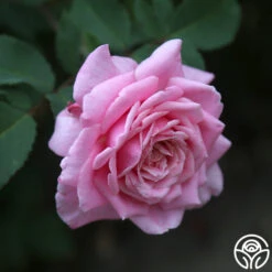 Belinda's Dream -Lovely Rose Shop belinda s dream 14