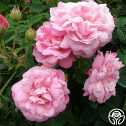 Belle Amour -Lovely Rose Shop belle amour 4 1